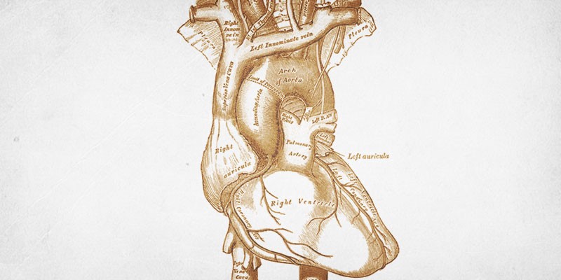 An old anatomical textbook print of a heart
