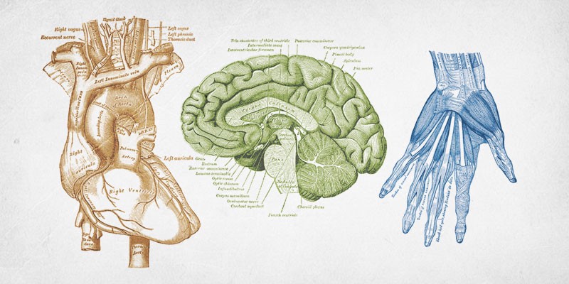 Old anatomical textbook prints of a heart, brain, and hand